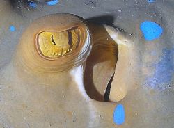 Close up of Blue spotted stingray taken at Sharksbay with... by Nikki Van Veelen 